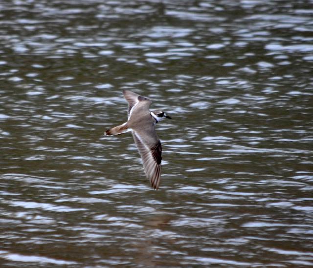little ringed plover flying